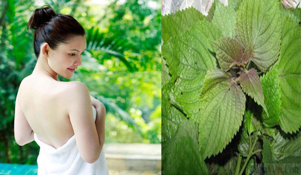 Làm trắng da bằng lá tía tô có hiệu quả không?